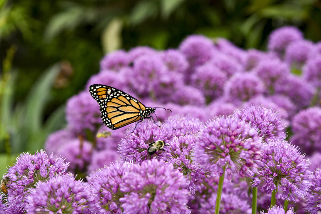 Allium Serendipity